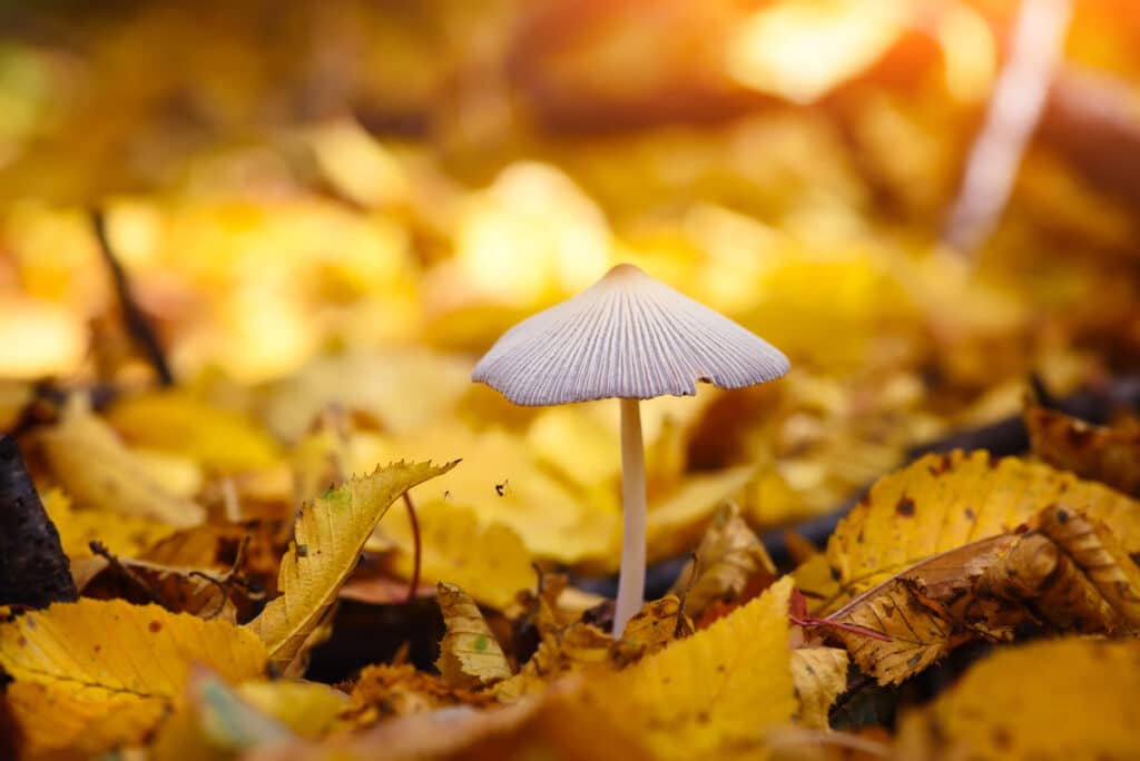 coprinopsis-falten-tintling